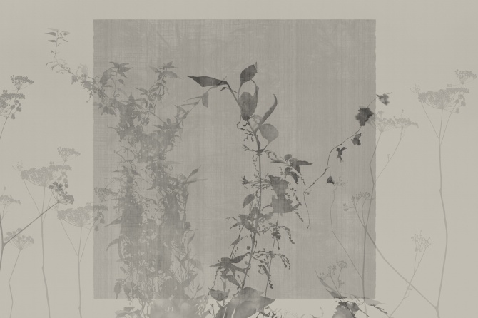 Arbor Vitae